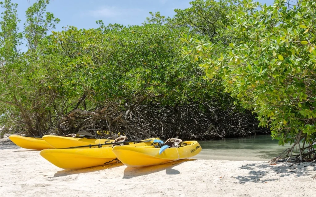 Kayak boat going to Mangrove Forest