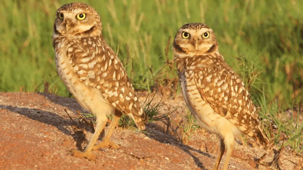 Aruban burrowing owl