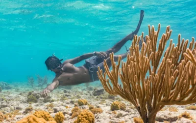 8 Must-Try Aquatic Activities and Adventures in Aruba