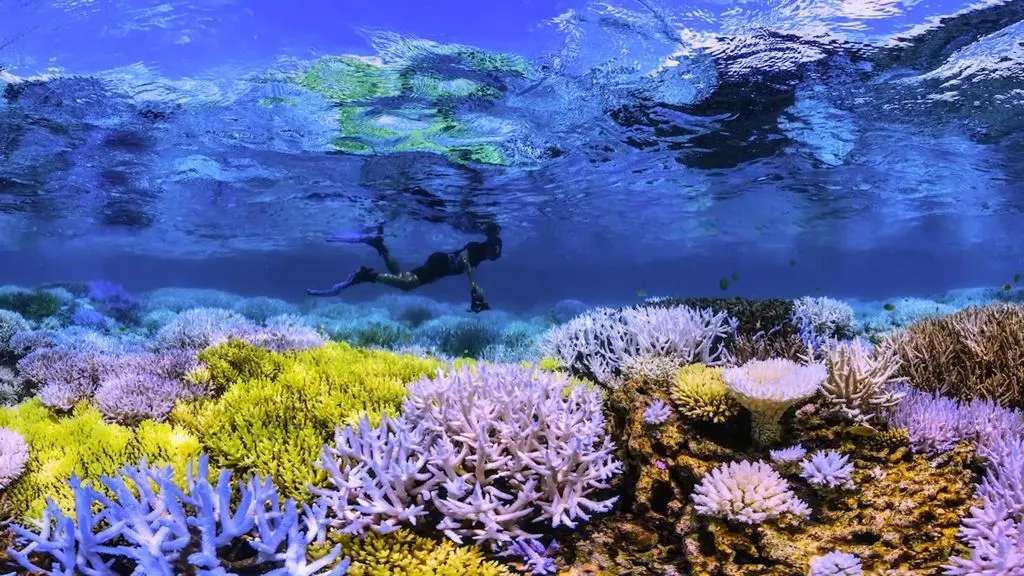 Snorkel or Dive in the Marine Reefs