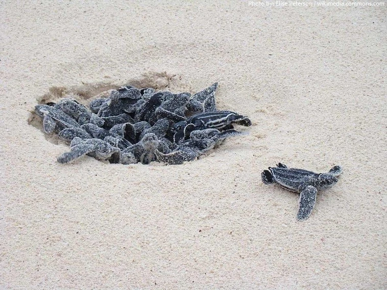 Turtle Nesting